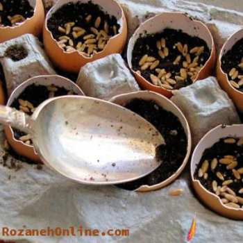 سبزه تخم مرغی بسیار زیبا و شیک