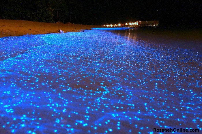 Glowing-plankton-on-the-beach-of-the-Vaadhu-island-Maldives.jpg