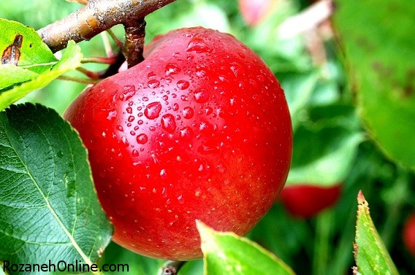 Fresh-apple-fruit-see-new-26.jpg