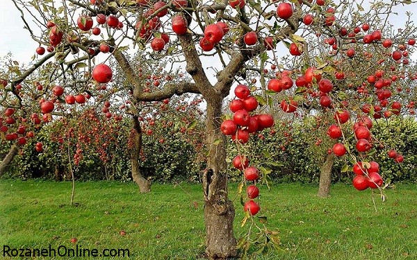 Fresh-apple-fruit-see-new-28.jpg