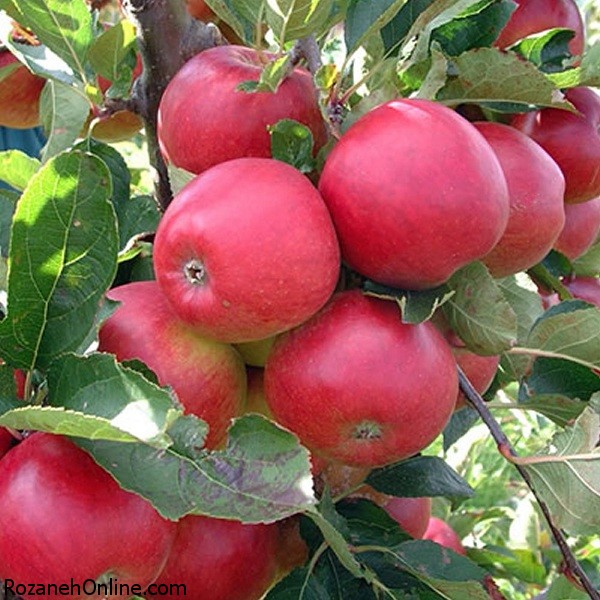 Fresh-apple-fruit-see-new-8.jpg