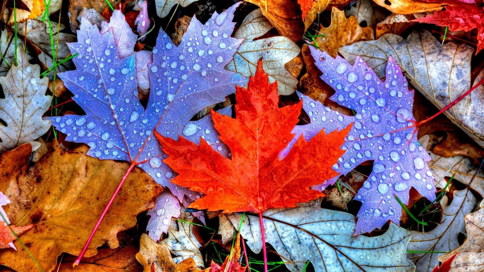 عکس های شگفت انگیز و رویایی از پاییز