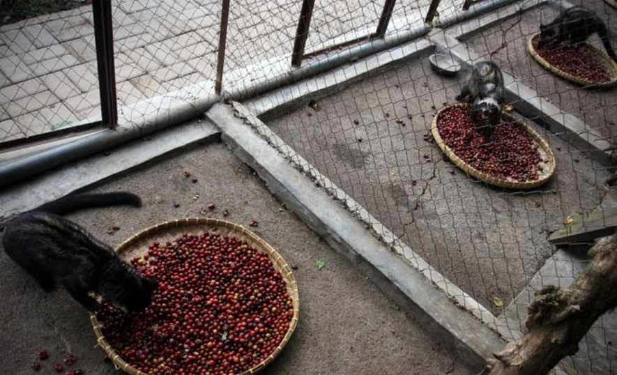 مراحل تولید گران ترین قهوه جهان از مدفوع حیوان