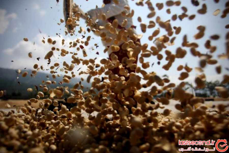 مراحل تولید گران ترین قهوه جهان از مدفوع حیوان