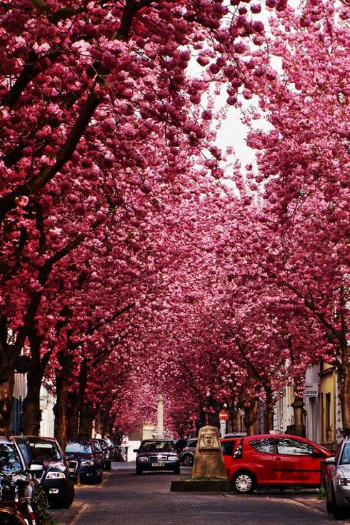 خیابان شکوفه های گیلاس در بن آلمان