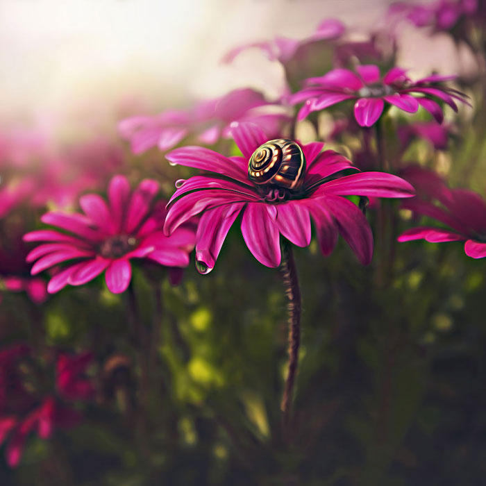 عکس های خیره کننده ماکرو از گل های زیبای بهاری