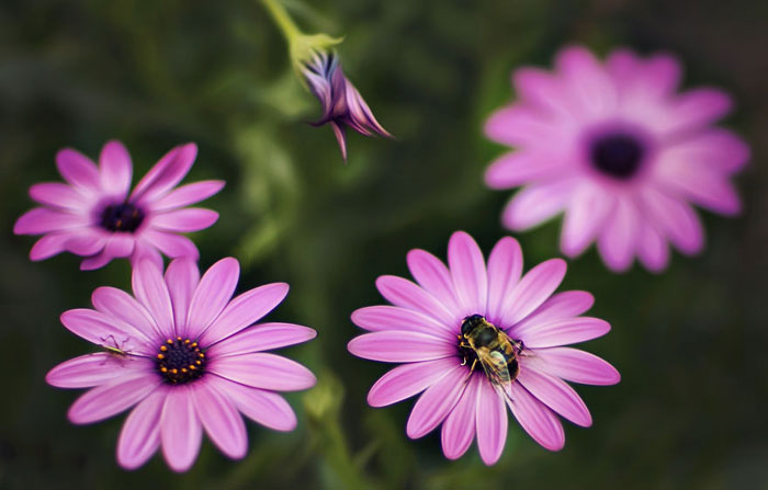 عکس های خیره کننده ماکرو از گل های زیبای بهاری