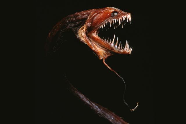 اژدها ماهی سیاه