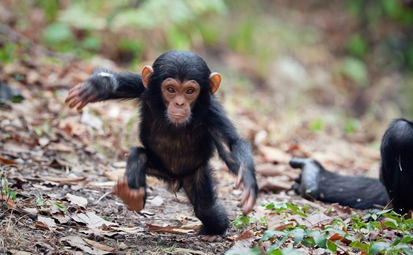 آیا بیماری ایدز از شامپانزه به انسان منتقل میشود؟