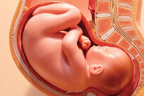 جالب ترین واقعیت ها در مورد جنین 