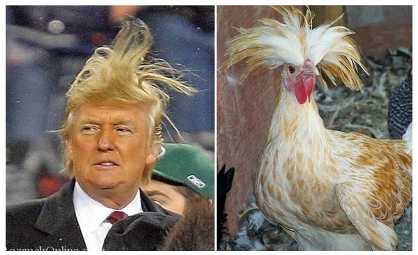 عکس های عجیب و خنده دار دونالد ترامپ رئیس جمهور آمریکا