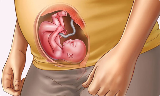 اطلاعاتی در مورد هفته بیست و سوم بارداری