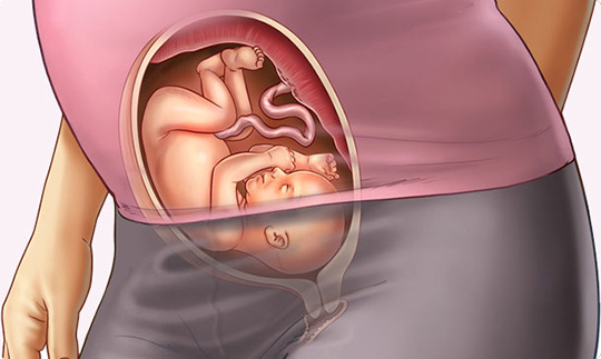 باز شدن چشم جنین در هفته بیست و ششم بارداری