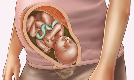 رشد سریع جنین در هفته سی و سوم بارداری