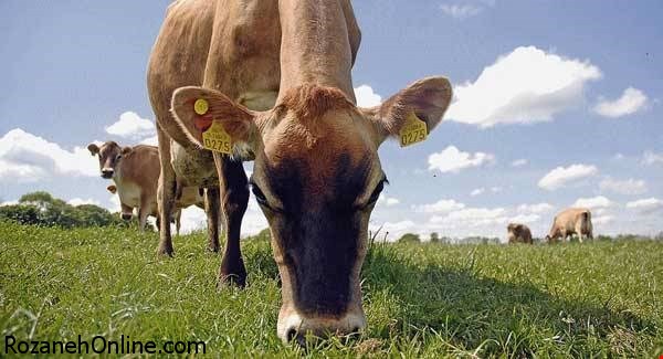 گوشت گاو ایرلندی آلوده به جنون گاوی شد 