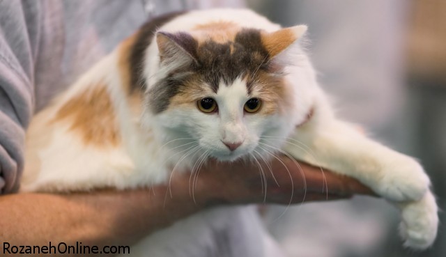ابتلا به اختلالات دوقطبی با گربه خانگی