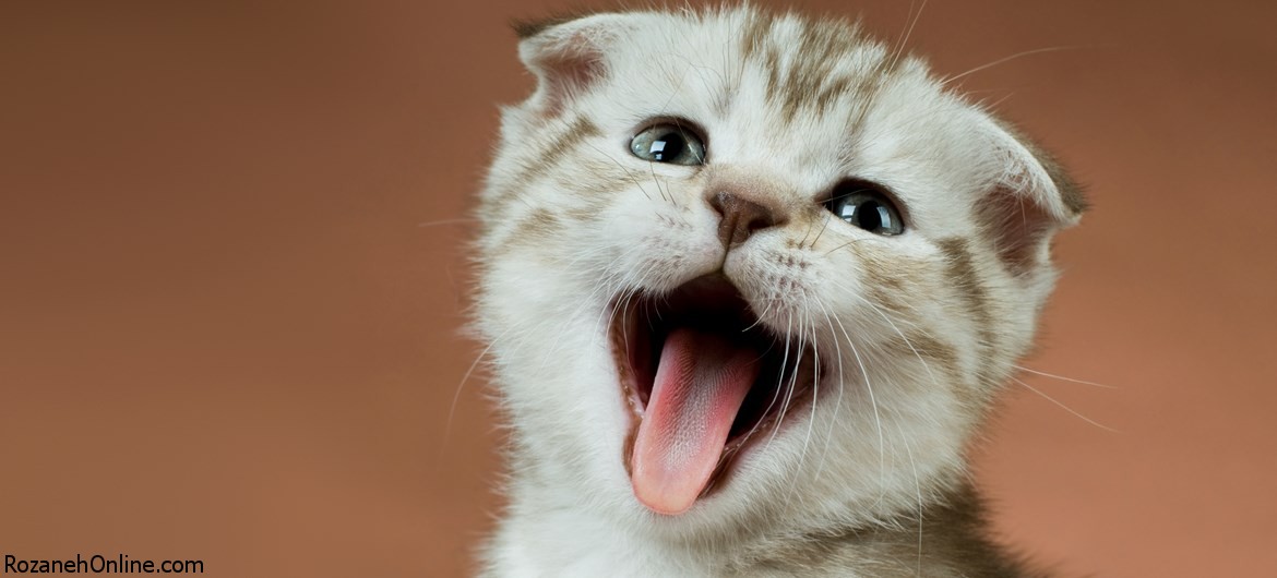 چرا دیدن شیرین کاری های گربه ها لذت بخش است ؟