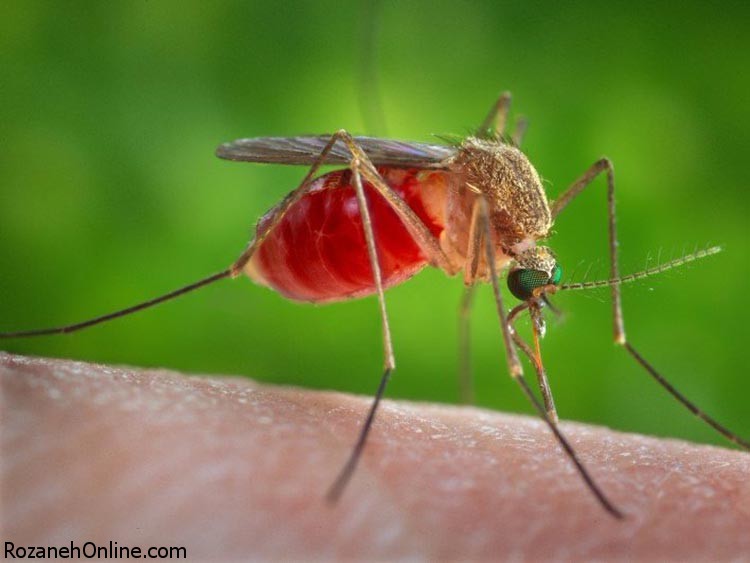 پیشگیری از ابتلا به مالاریا