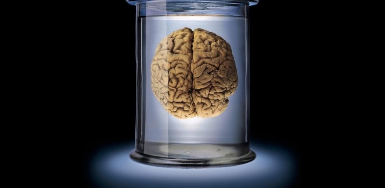ارتباط حجم مغز و بهره هوشی
