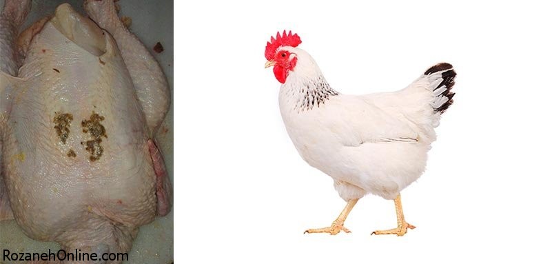 بررسی علائم جذام در گوشت مرغ