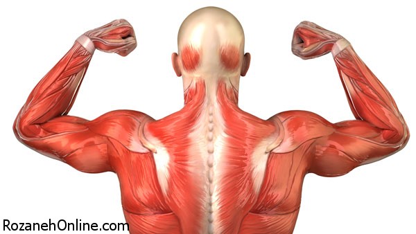 سارکولما و خستگی  سیستم عضلانی