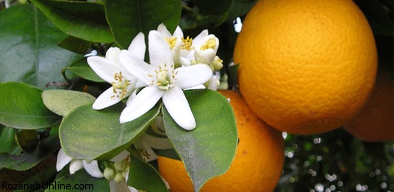 استفاده های درمانی گیاه بهار نارنج