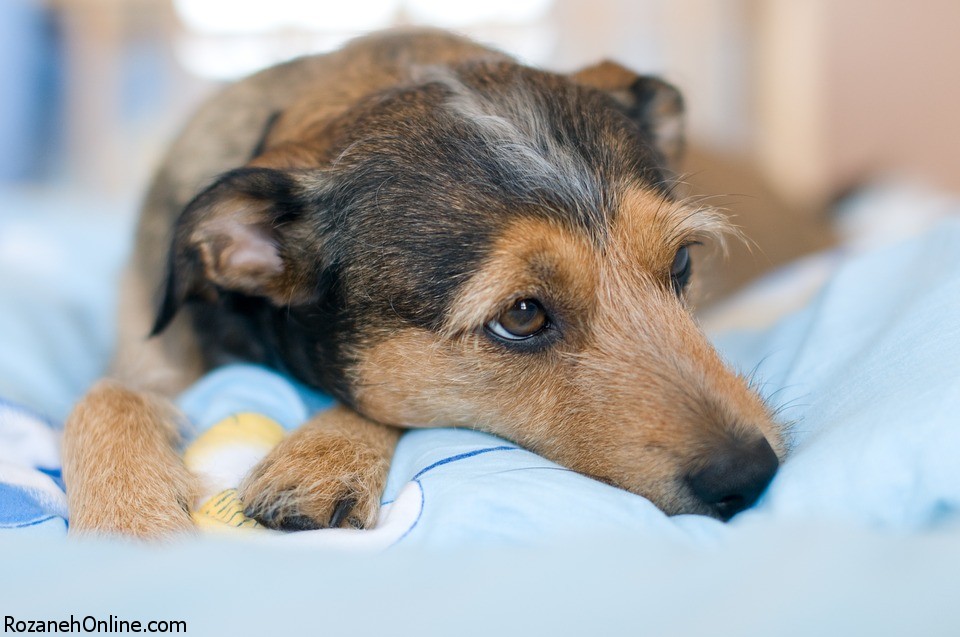 10 درمان خانگی  برای عفونت مثانه در سگ ها 