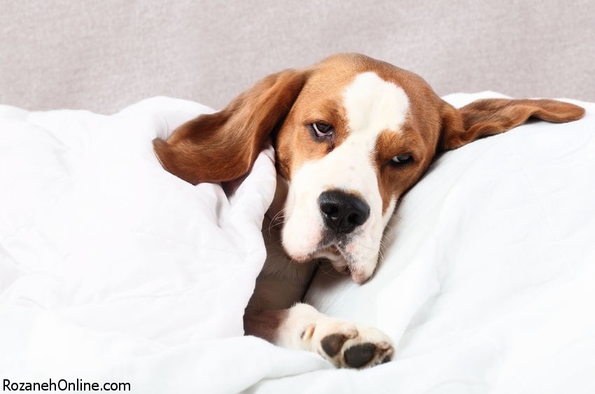 10 درمان خانگی برای عفونت مثانه در سگ ها