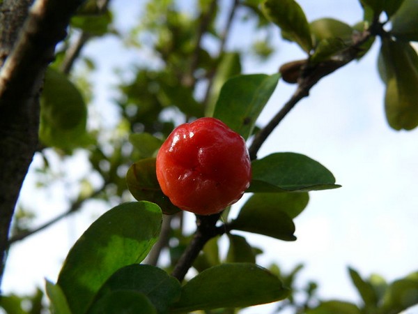 تصاویر دیدنی و عکس های جالب از میوه آسرولا