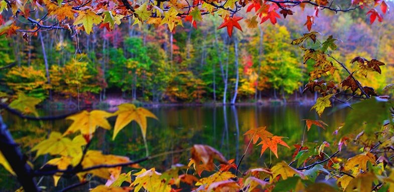 از تنوع رنگ های پاییزی لذت ببرید