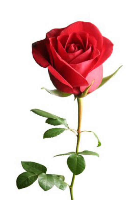 عکس گل رز قرمز برای پروفایل,گل رز قرمز,عکس گل رز قرمز 2018