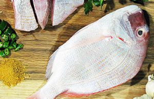 روش‌های تشخیص ماهی شانک صید روز
